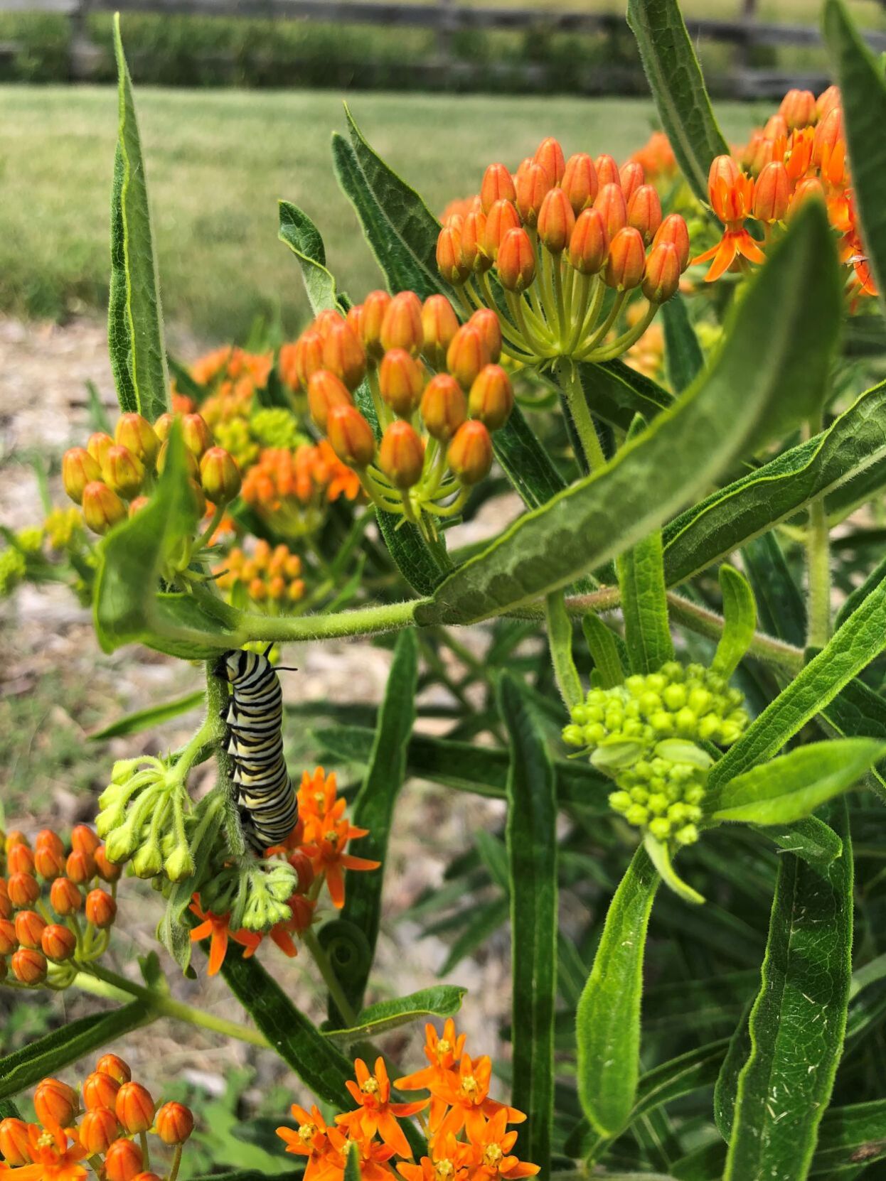 Butterfly season begins